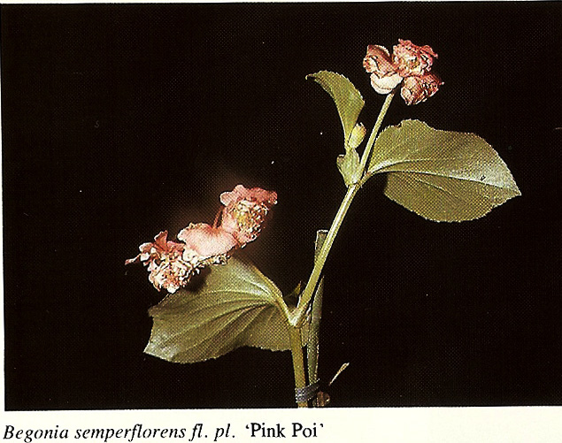B. ‘Pink Poi’